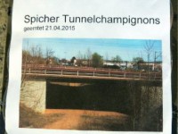 Spicher Tunnelchampignons