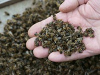 Aktion gegen das Bienensterben in Porz